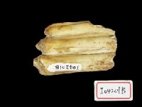 藏品(牛牙)的圖片